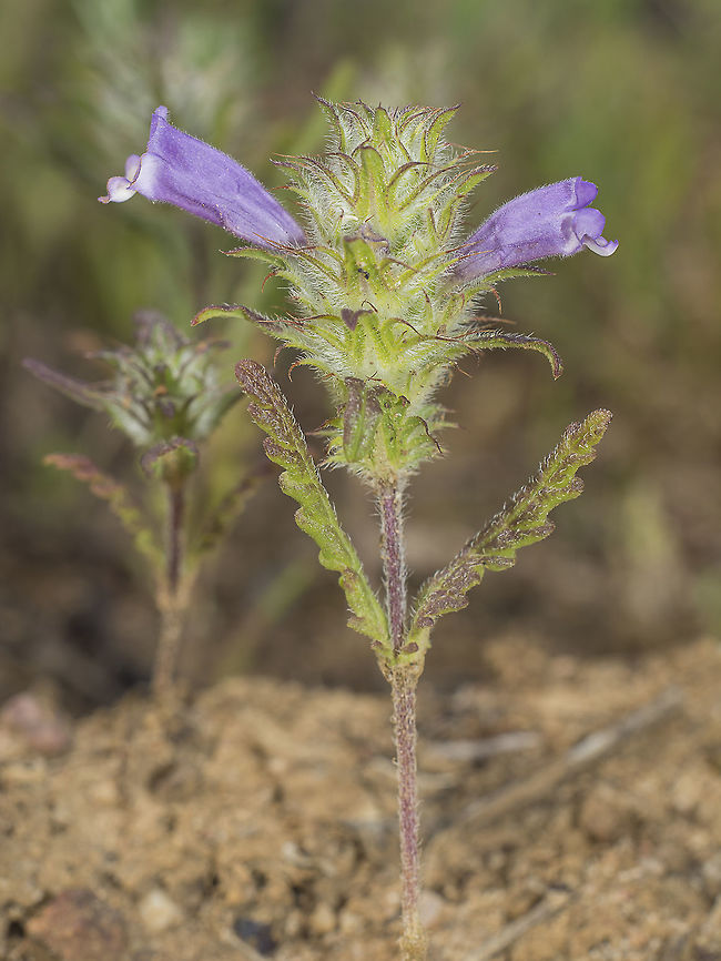 Cleonia lusitanica Cleonia lusitanica Cleonia lusitanica,Pseudophilotes abencerragus,flowers,mint,spring,wild flowers