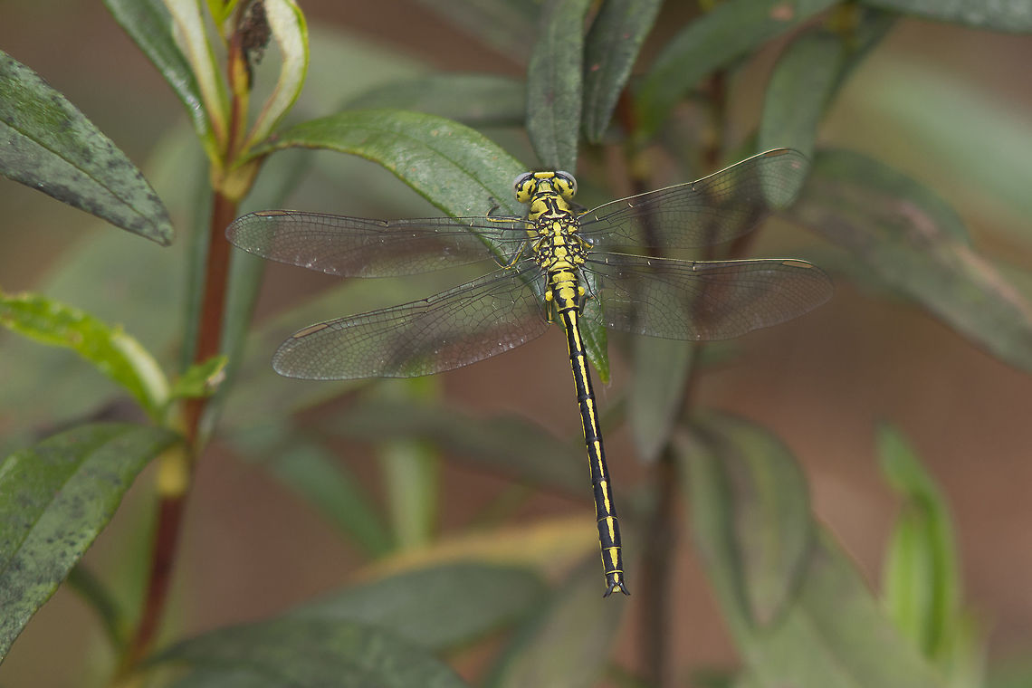 Gomphus pulchellus Gomphus pulchellus, male over Cistus ladanifer sheltered from the wind...<br />
A though day for photography. Gomphus pulchellus,Western clubtail,anisoptera,biodiversity,gomphidae,insecta,insects,odonata,spring