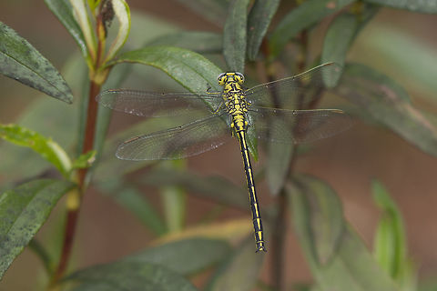 Gomphus pulchellus Gomphus pulchellus, male over Cistus ladanifer sheltered from the wind...
A though day for photography. Gomphus pulchellus,Western clubtail,anisoptera,biodiversity,gomphidae,insecta,insects,odonata,spring