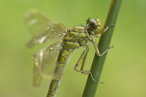 Gomphus pulchellus Gomphus pulchellus, recently emerged female with serious wing deformities, probably due to though climate conditions felt in the precise moment of its emergence.  Gomphus pulchellus,Western clubtail,anisoptera,biodiversity,gomphidae,insecta,insects,odonata,spring