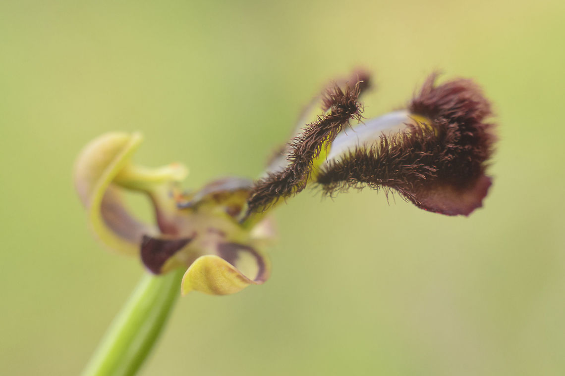 Ophrys speculum Ophrys speculum ssp. speculum<br />
Lateral view of the flower.<br />
<br />
Disclaimer: No Orchids were chopped during this photos. Angiosperms,Asparagales,Mirror Orchid,Monocots,Ophrys,Ophrys speculum,Orchidaceae,Orchidae,Orchidinae,Orchidoideae,Orchids,Plantae,flower,native orchids,orchids,spring,wild flowers