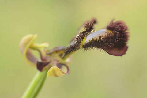 Ophrys speculum Ophrys speculum ssp. speculum
Lateral view of the flower.

Disclaimer: No Orchids were chopped during this photos. Angiosperms,Asparagales,Mirror Orchid,Monocots,Ophrys,Ophrys speculum,Orchidaceae,Orchidae,Orchidinae,Orchidoideae,Orchids,Plantae,flower,native orchids,orchids,spring,wild flowers