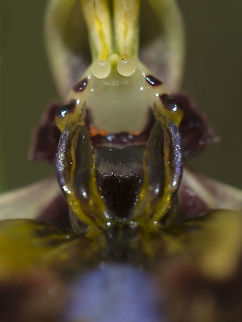 Orchid Ophrys speculum ssp. speculum

Disclaimer: No Orchids were chopped during this photos. Angiosperms,Asparagales,Mirror Orchid,Monocots,Ophrys,Ophrys speculum,Orchidaceae,Orchidae,Orchidinae,Orchidoideae,Orchids,Plantae,flower,native orchids,orchids,spring,wild flowers