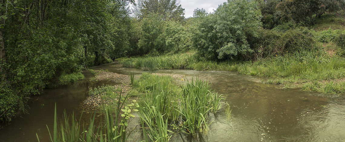 Waiting for wildlife Next month this place will be fill of dragonflies. Truly a sanctuary for wild life, this place offers the excellence of water conditions and in the nearby surroundings a stunning variety of flora provides the basis for the diversity of butterflies and so many other insect species. Birds, reptiles, mammals, are now waking up for the spring that will soon be in place.<br />
<br />
A protected place that offers a Biodiversity Station - EBIO Network, projected to support visitors by providing wildlife informations in a series of panels designed to be a field guide to their own observations.<br />
<br />
More info in <a href="http://www.tagis.pt/ebio-network.html" rel="nofollow">http://www.tagis.pt/ebio-network.html</a> EBIO Network,Geotagged,Portugal,biodiversidade,biodiversity,portugal