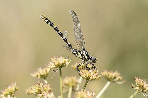 Defects Onychogomphus uncatus, immature male showing wing defects but still flying. This one captured my attention because of its strange flying pattern. Although the defects were very severe it remained flying around. Blue-eyed hook-tailed dragonfly,Onychogomphus uncatus,anisoptera,defects,gomphidae,insecta,insects,odonata