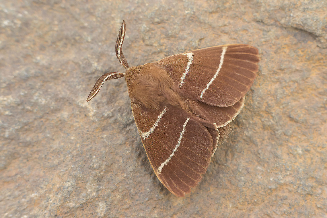 Macrothylacia digramma Macrothylacia digramma Macrothylacia digramma