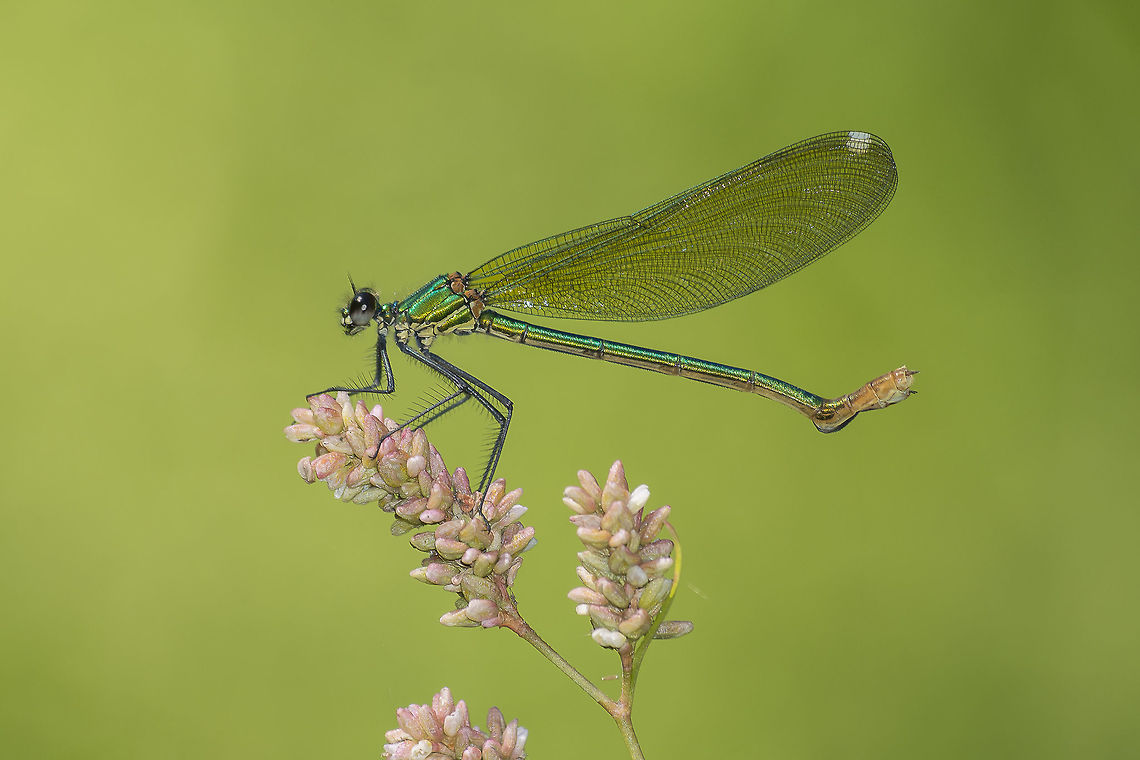 Teratologies Adult female Calopteryx xanthostoma, abdominal teratology.<br />
<br />
Here is an interesting document with referenced examples of Calopterygidae teratologies:<br />
<a href="http://www.sea-entomologia.org/PDF/Boletin52/265268BSEA52MPalopteryx.pdf" rel="nofollow">http://www.sea-entomologia.org/PDF/Boletin52/265268BSEA52MPalopteryx.pdf</a> Calopteryx xanthostoma,Western demoiselle,animalia,arthropoda,biodiversity,calopterygidae,damselfly,deformities,insecta,odonata,teratologies,zygoptera