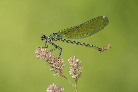 Western demoiselle