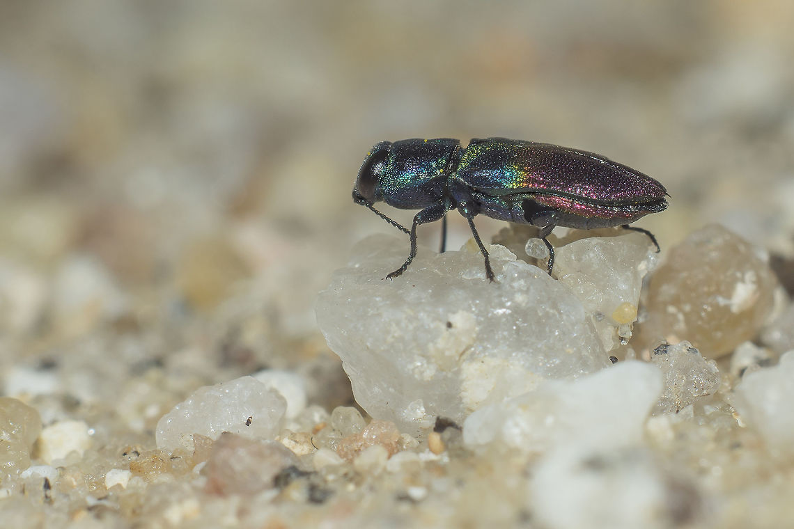 Anthaxia cf. dimidiata Anthaxia cf. dimidiata Anthaxia dimidiata,Buprestidae,arthopoda,beetles,biodiversity,coleoptera,greatnautre,insecta