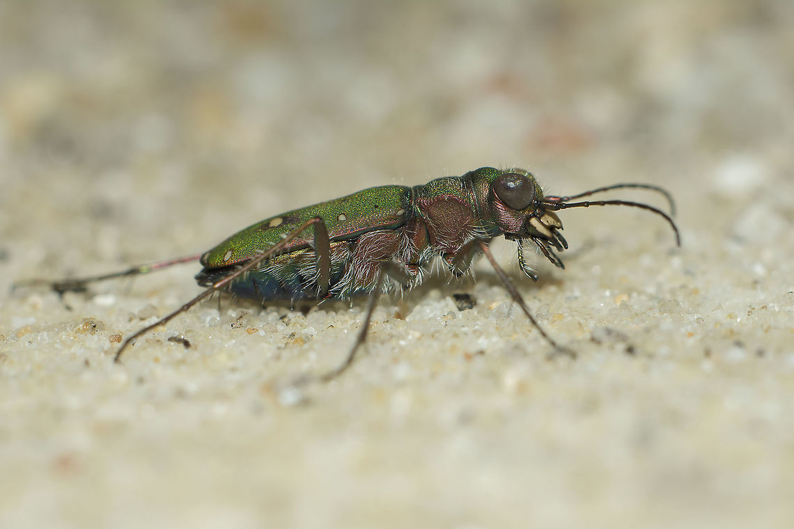 Cicindela campestris Cicindela campestris Cicindela campestris,Green Tiger Beetle,arthropoda,carabidae,coleoptera,insecta,insects,mediterranean,spring