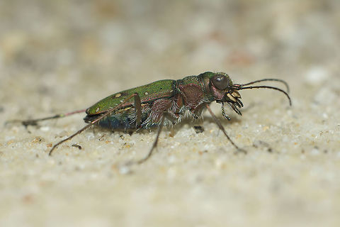 Cicindela campestris Cicindela campestris Cicindela campestris,Green Tiger Beetle,arthropoda,carabidae,coleoptera,insecta,insects,mediterranean,spring