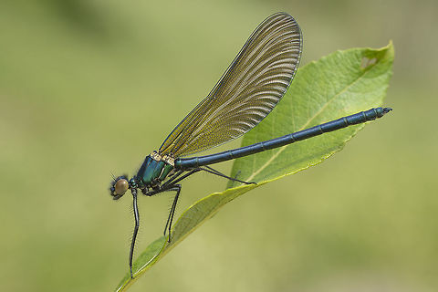 Calopteryx xanthostoma Calopteryx xanthostoma, immature male.

EXIF: Nikon Nikkor 50mm 1.8 | f/5.6-8 | 12mm EXT Calopteryx xanthostoma,Western demoiselle,biodiversity,calopterygidae,damselfly,greatnature,insecta,insects,odonata,zygoptera