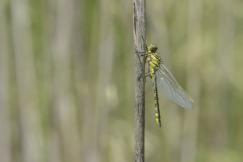 Gomphus simillimus Gomphus simillimus, immature male. Gomphus simillimus,Yellow club tail,arthropoda,biodiversity,gomphidae,great nature,insects,odonata,spring