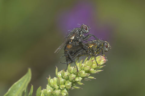 Tachinidae Tachinidae. 
Echium sp. as the purple flare in the background. Tachinidae,arthropoda,biodiversity,diptera,flies,greatnature,insects