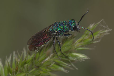 Chrysididae Chrysididae
Chrysis sp. and I believe I can't go further... 
Any help would be most grateful. Chrysididae,animalia,arthropoda,biodiversity,cuckoo-wasp,greatnature,insecta,insects