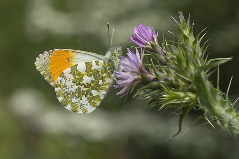 Anthocaris cardamines Anthocaris cardamines, male. Anthocharis cardamines,Orange tip,biodiversity,butterfly,insects,lepidoptera,pieridae,rhopalocera,spring