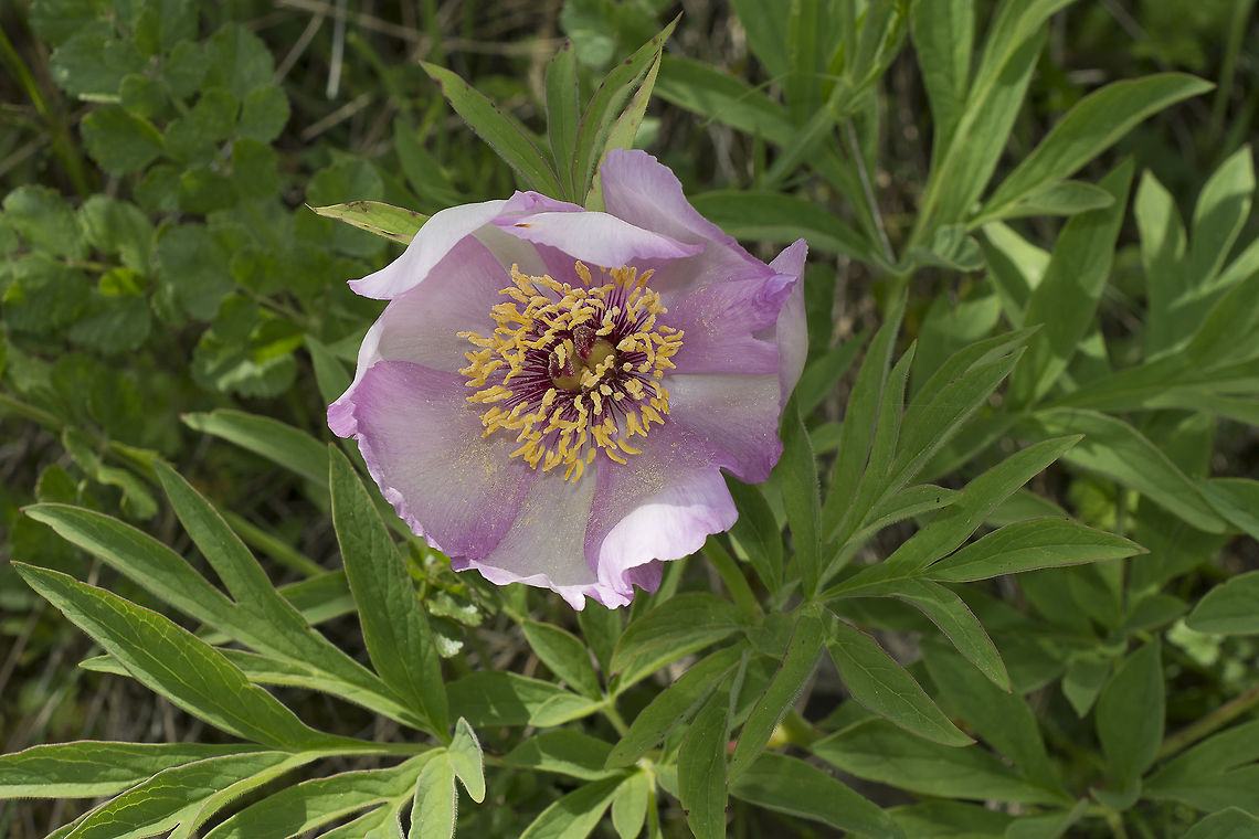 Rosa Albardeira Paeonia officinalis ssp. microcarpa  Paeonia,Paeonia officinalis,Paeoniaceae,Plantae,Saxifragales,spring,wild flowers,wild rose