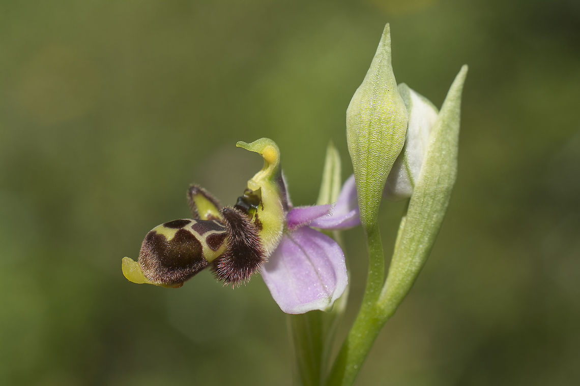 Ophrys scolopax Ophrys scolopax Angiosperms,Asparagales,Monocots,Ophrys,Ophrys scolopax,Orchidaceae,Plantae,biodiversity,insects,orchids,plantae,portugal,spring