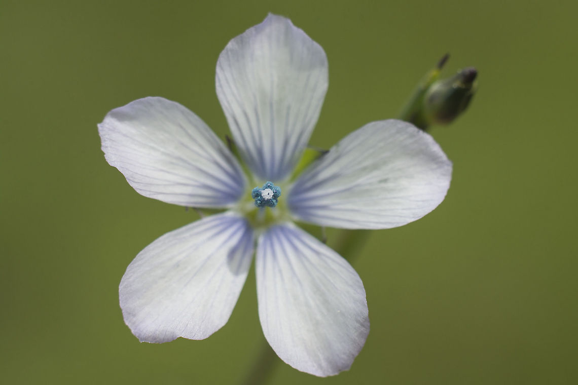 Linum bienne linum bienne Linaceae,Linum bienne,Malpighiales,Plantae,linum,spring,wild flowers
