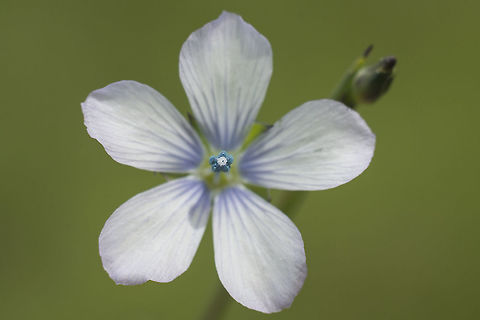 Linum bienne linum bienne Linaceae,Linum bienne,Malpighiales,Plantae,linum,spring,wild flowers