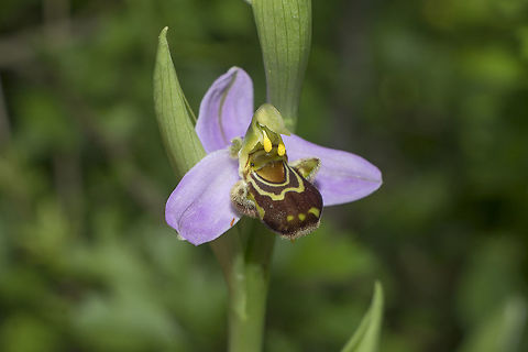 Ophrys apifera Ophrys apifera, detailed glimpse of its polinarium. Angiosperms,Asparagales,Monocots,Ophrys,Ophrys apifera,Orchidaceae,Plantae,orchids,portugal,spring