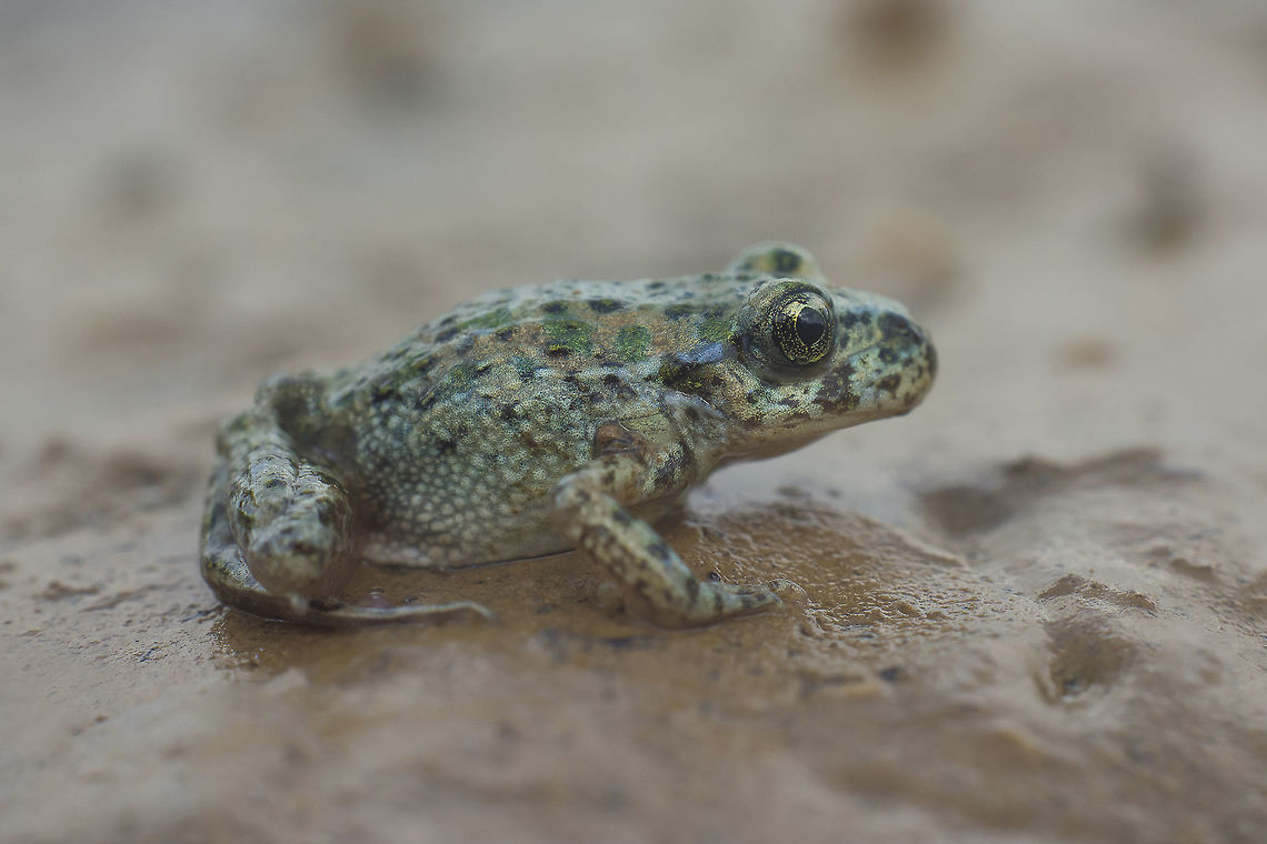 Pelodytes punctatus Pelodytes punctatus Amphibia,Animalia,Anura,Chordata,Common parsley frog,Pelodytes,Pelodytes punctatus,Pelodytidae,frogs,spring
