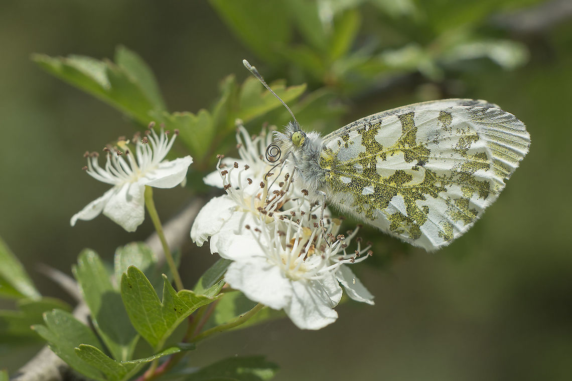 Anthocaris cardamines Anthocaris cardamines, female feeding on Crataegus monogyna. Anthocharis cardamines,Orange tip