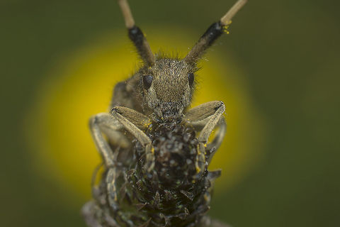 Agapanthia asphodeli Agapanthia asphodeli Agapanthia asphodeli