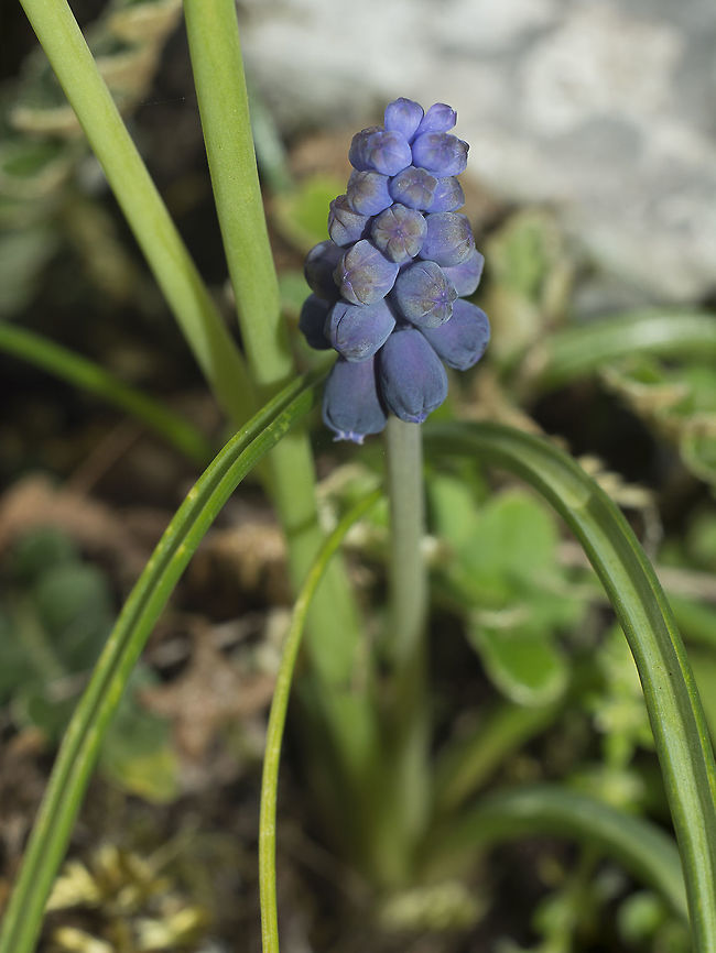 Muscari neglectum Muscari neglectum Muscari neglectum,Starch grape hyacinth