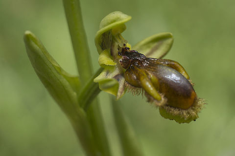 Ophrys speculum ssp. lusitanica
