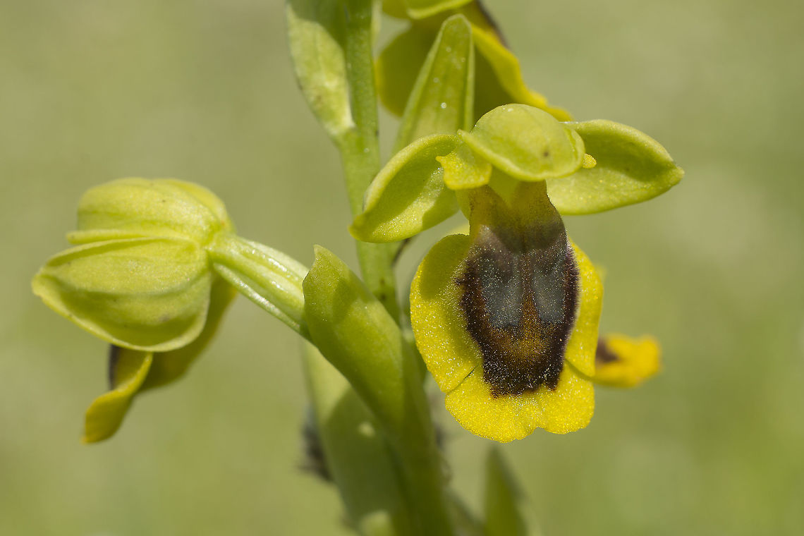 Ophrys lutea Ophrys lutea Ophrys lutea,Yellow Bee-orchid