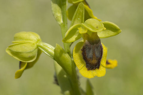 Ophrys lutea Ophrys lutea Ophrys lutea,Yellow Bee-orchid