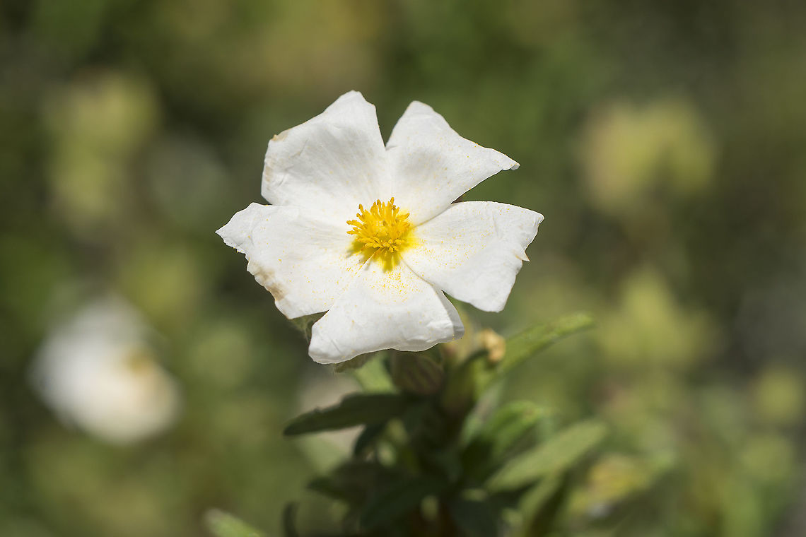Cistus monspeliensis Cistus monspeliensis Cistaceae,Cistus,Cistus monspeliensis,Malvales,Plantae,Wild flowers,biodiversity,spring