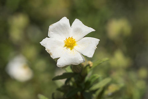Cistus monspeliensis Cistus monspeliensis Cistaceae,Cistus,Cistus monspeliensis,Malvales,Plantae,Wild flowers,biodiversity,spring