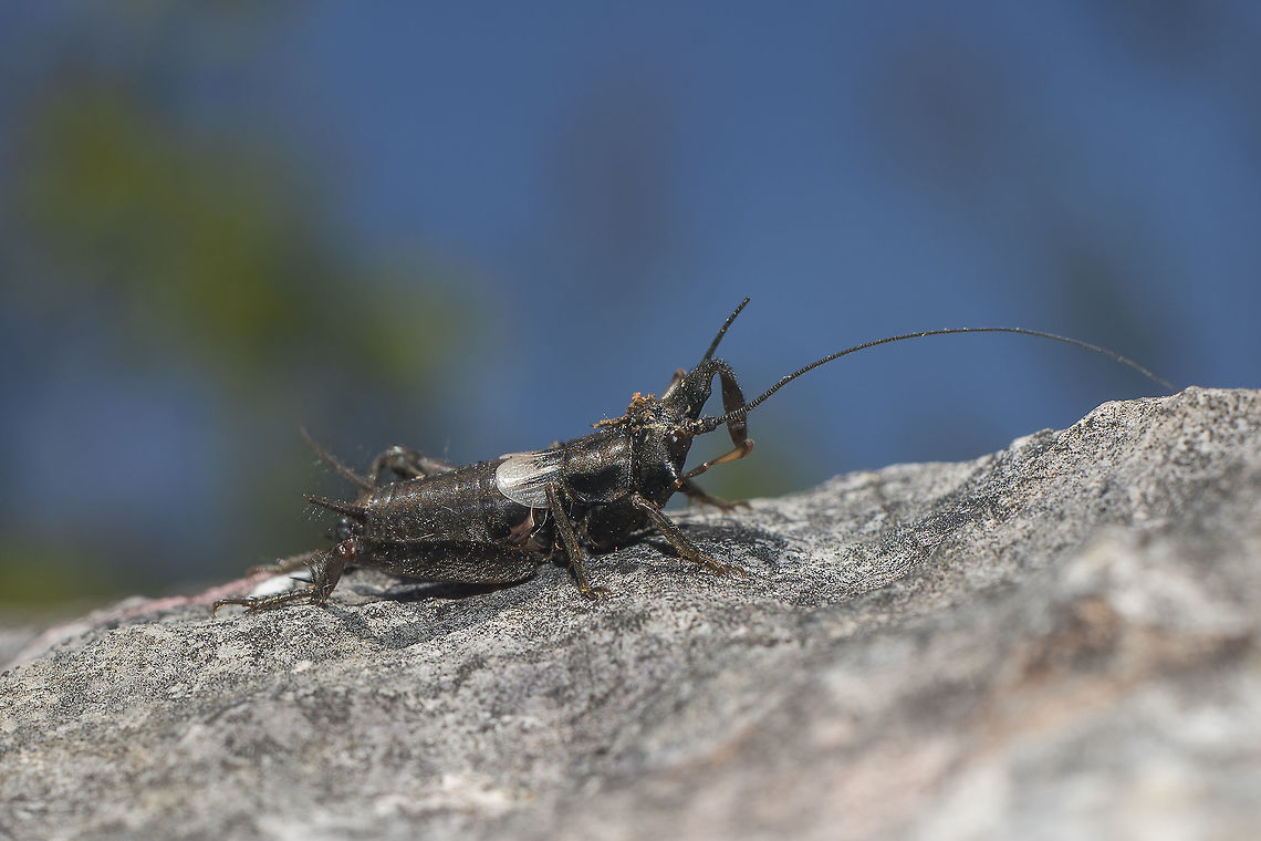 Sciobia lusitanica Sciobia lusitanica Gryllidae,Sciobia lusitanica,Sciobiinae,biodiversity,crickets,ensifera,insecta,insects,orthoptera,spring