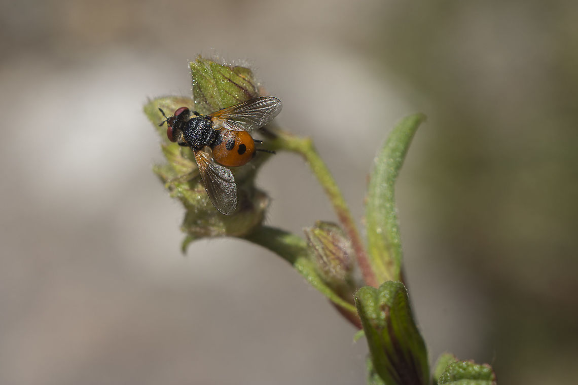 Gymnosoma cf. costatum Gymnosoma cf. costatum Gymnosoma cf. costatum,arthropoda,biodiversity,diptera,flies,insecta,insects