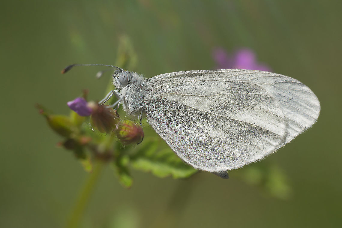 Leptidea sinapis Leptidea sinapis. The top rainbow flare was given by a beam of light that accidentally entered between the lens and my old extension ring. I forgot to put duck tape between both. (Un)fortunately I&#039;ve just bought a new set of extension rings. Maybe I&#039;ll keep the old ones, just in case ;)  Leptidea sinapis,Wood White Butterfly,biodiversity,butterfly,lepidoptera,pieridae