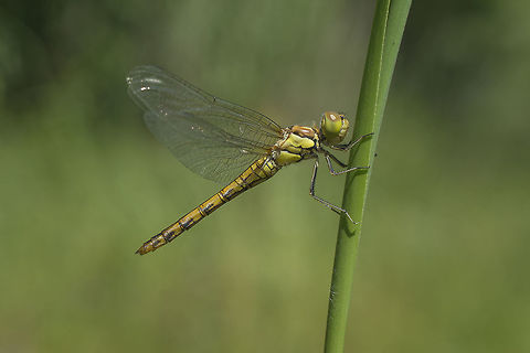 Sympetrum striolatum Sympetrum striolatum, immature female. A second generation will probably occur after this one that now takes place... this is the last anisoptera dragonfly that can be spot till december.... till then, see you soon* Common Darter,Sympetrum striolatum,anisoptera,biodiversity,dragonfly,insects,libellulidae,odonata