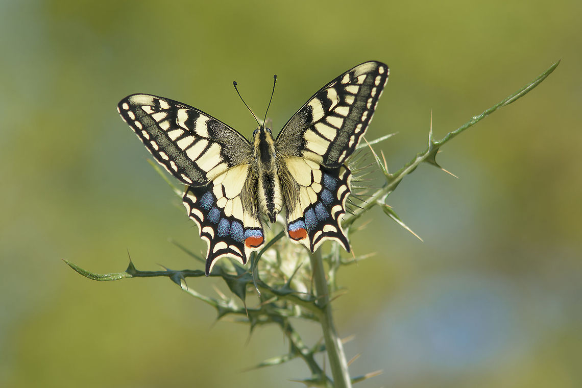 Portrait of a butterfly Papilio machaon Old World swallowtail,Papilio machaon,biodiversity,insecta,insects,lepidoptera,papilionidae,rhopalocera,spring