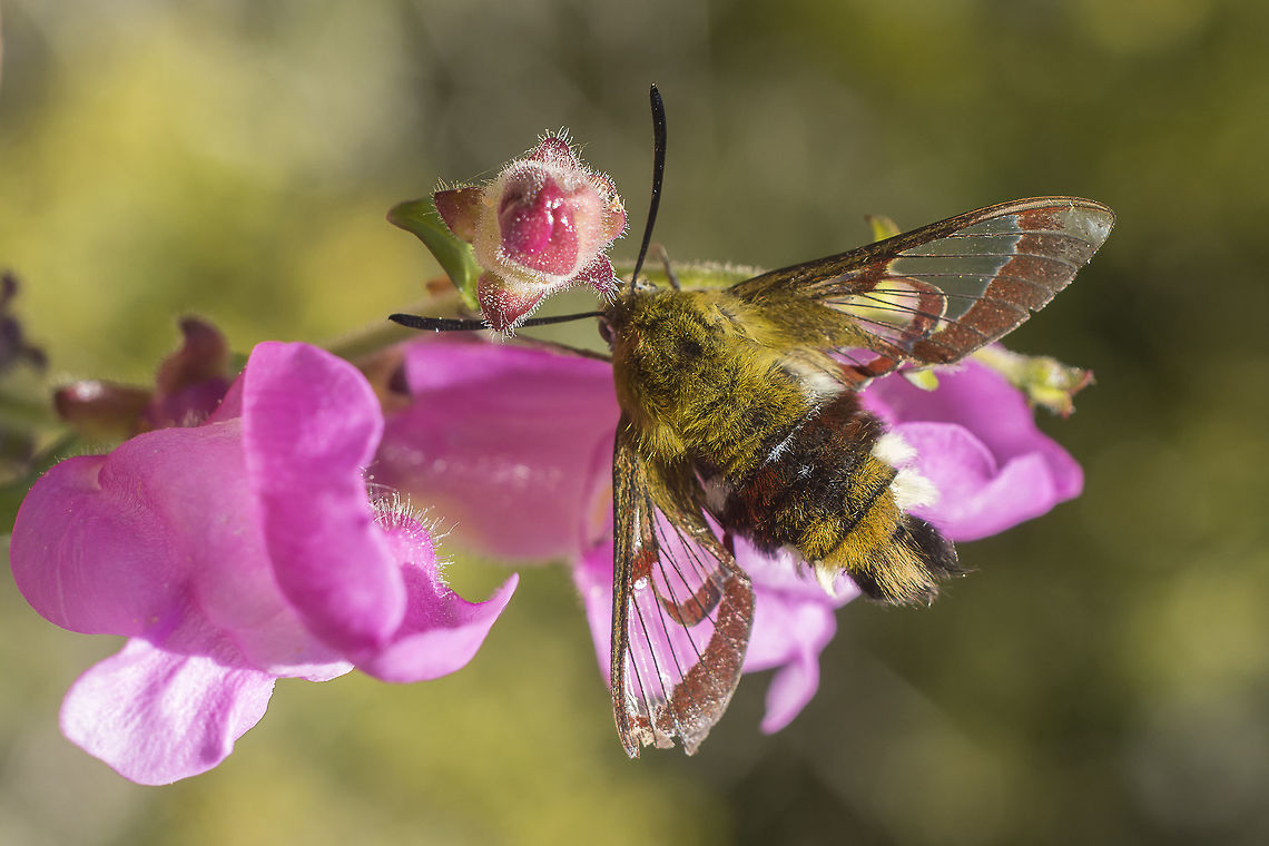 Hemaris fuciformis Hemaris fuciformis on Antirrhinum linkianum Broad-bordered bee hawk-moth,Hemaris fuciformis,arthopoda,biodiversity,hawk-moth,heterocera,insecta,insects,lepidoptera,moth,sphingidae
