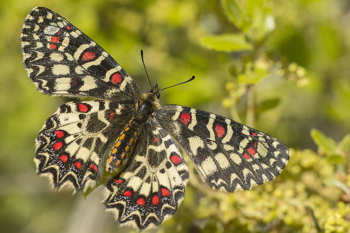 Opened wings Zerynthia rumina on Quercus coccifera Spanish Festoon,Zerynthia rumina,butterflies,butterfly,insecta,insects,lepidoptera,pailionidae,rhopalocera,spring