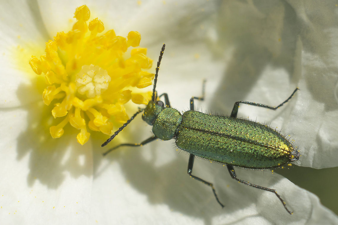 Lobonyx aeneus Lobonyx aeneus feeding on Cistus monspeliensis.<br />
This species was previously classified under the subfamily Dasytinae of the Melyridae, but is now transferred to the family Prionoceridae (previously Prionocerinae in Melyridae). Obviously these are very close lookalikes for some of the Dasytinae, especially in the genus Psilothrix. Cleroidea,Coleoptera,Lobonyx,Lobonyx aeneus,Prionoceridae,beetle,biodiversity,coleoptera,dasytinae,insecta,insects,spring