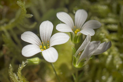 Saxifraga granulata Saxifraga granulata
http://www.flora-on.pt/#/1saxifraga+granulata Plantae,Saxifraga,Saxifraga granulata,Saxifragaceae,Saxifragales,spring,wild flowers