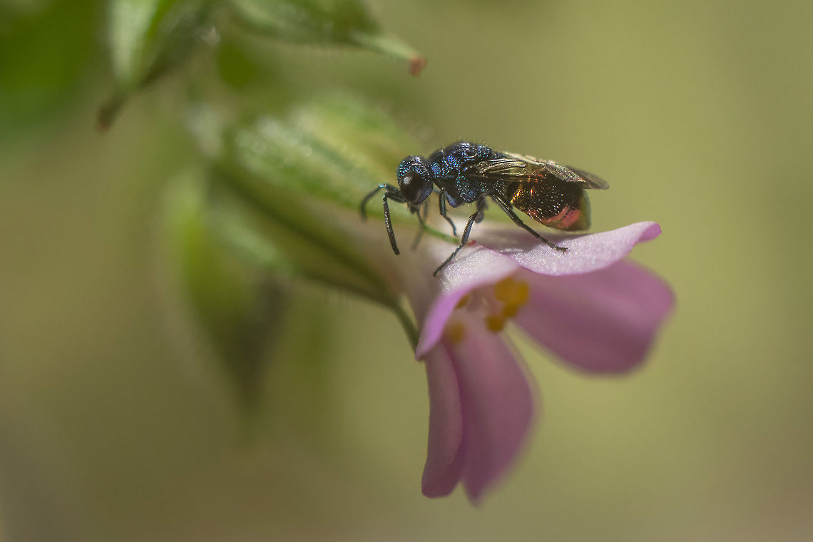 Little wonder Chrysididae (~3mm long) on Geranium lucidum.<br />
Nikkor 50mm 1.8 | 68mm EXT, non cropped | Hand held | 90&ordm;CW Rotation<br />
<br />
Taking my bets at Elampini Tribe, Genus Pseudomalus...  Cuckoo wasp,biodiversity,chrysididae,elampini,hymenoptera,insecta,insects,macro