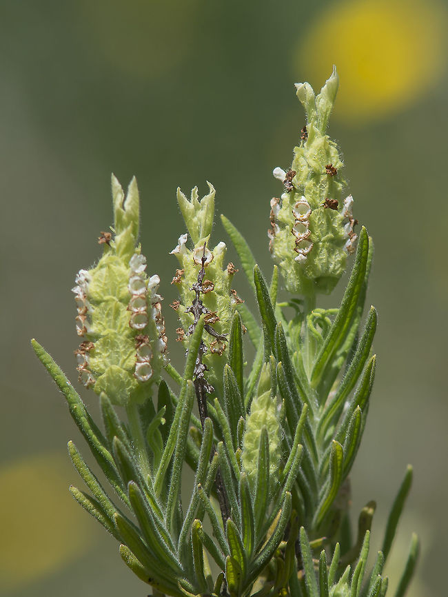Lavandula viridis Lavandula viridis Green Rosemary,Lavadula viridis,Lavandula viridis