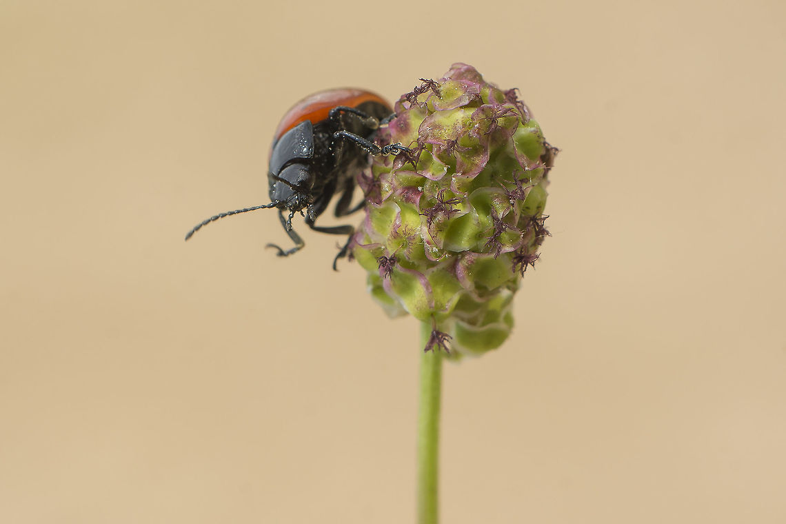 Just a moment ;) Chrysolina cf grossa, female Chrysolina grossa,arthropoda,beetles,biodiversity,chrysomelidae,coleoptera,insecta,insects
