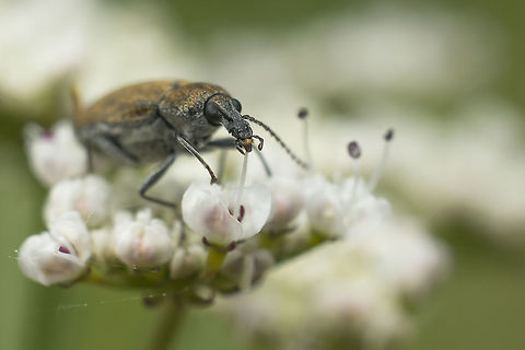 The scent of a flower Mycterus curculioides

http://www.jungledragon.com/image/38762/mycterus_curculioides.html
 Mycteridae,Mycterus curculioides,arthropoda,beetles,biodiversity,coleoptera,insecta,insects