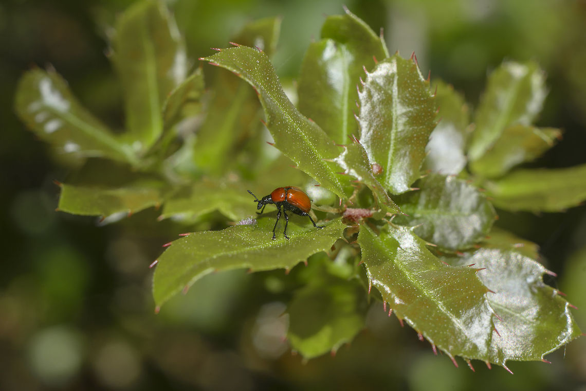Attelabus nitens Attelabus nitens on Quercus coccifera<br />
~5mm length. One of three shots made, as matter of fact the first. After I slightly touched a leaf and it simply disappeared into the oblivion amidst the fallen leaves. Immediately after I saw at the preview screen how nice it was this weevil. <br />
Please watch it in FS, HD image.<br />
<br />
50mm 1.8 | f/8 | 12mm EXT (didn't have time to go for 42mm... or more) | Non cropped Attelabidae,Attelabus nitens,Oak roller weevil,arthropoda,biodiversity,coleoptera,insecta,insects,spring