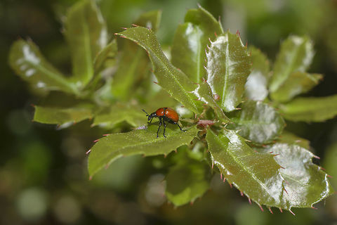 Attelabus nitens Attelabus nitens on Quercus coccifera
~5mm length. One of three shots made, as matter of fact the first. After I slightly touched a leaf and it simply disappeared into the oblivion amidst the fallen leaves. Immediately after I saw at the preview screen how nice it was this weevil. 
Please watch it in FS, HD image.

50mm 1.8 | f/8 | 12mm EXT (didn't have time to go for 42mm... or more) | Non cropped Attelabidae,Attelabus nitens,Oak roller weevil,arthropoda,biodiversity,coleoptera,insecta,insects,spring