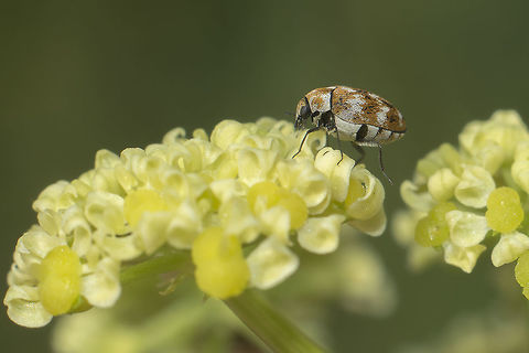 Anthrenus verbasci Anthrenus verbasci Anthrenus verbasci,Varied carpet beetle